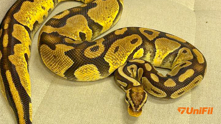 Hospital Veterinário pesquisa 28 cobras exóticas apreendidas pela Polícia Ambiental por tráfico
