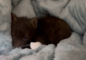 Hospital Veterinário da UniFil tenta salvar filhote de cachorro do mato resgatado em queimada