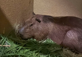 Capivara volta à natureza curada de ferimento grave e bem com a gestação