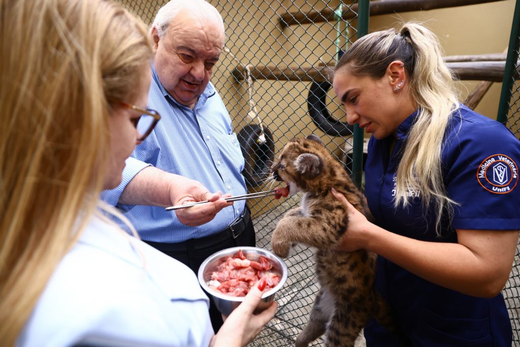 Rafael Greca e Daniela Martina alimentando um filhote de gato selvagem. 