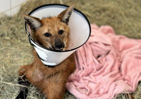 Transfusão sanguínea inédita e cirurgias salvam lobo-guará no Hospital Veterinário da UniFil