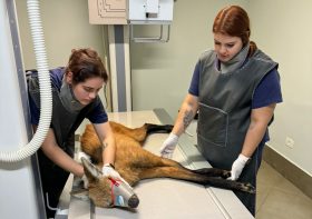 Competência do Hospital Veterinário da UniFil ganha destaque da imprensa no salvamento do lobo-guará