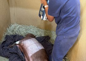 HV atende capivara que caiu em piscina e mais uma vez ganha destaque na imprensa