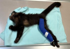 Hospital Veterinário da UniFil tenta salvar macaco-prego atacado por bando