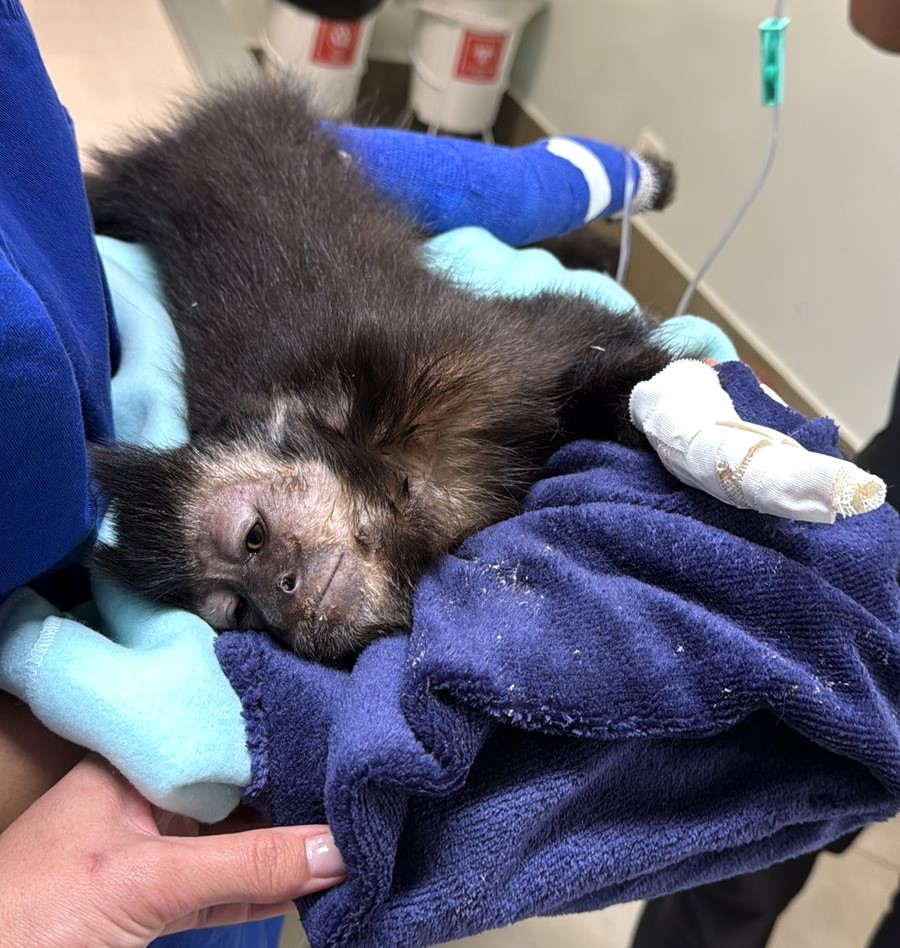 Hospital Veterinário da UniFil tenta salvar macaco-prego atacado por bando