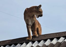 Onça resgatada em Congonhinhas está em tratamento no Hospital Veterinário da UniFil