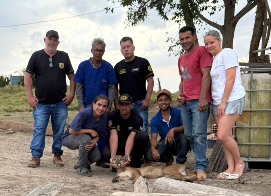 Onça-parda resgatada em Congonhinhas está em tratamento no Hospital Veterinário da UniFil para reabilitação e soltura