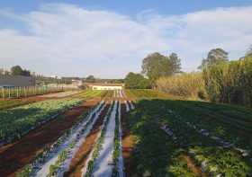 Smart Farm colhe números surpreendentes com inovações na produção de alimentos