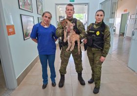 Filhote de onça atacada por cães é socorrida em Guaraci e atendida no Hospital da UniFil