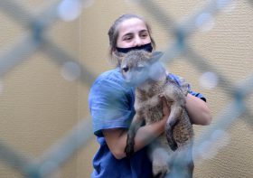 Centro de Apoio à Fauna Silvestre de Londrina registra mais de 600 atendimentos em 2024.