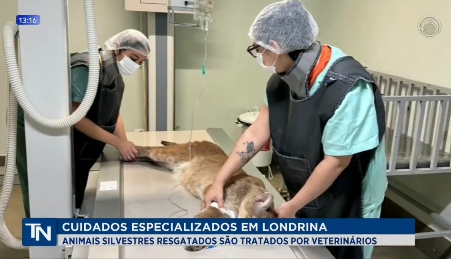 Mais Uma Boa Reportagem Sobre Hospital Veterinário E A Qualidade Do