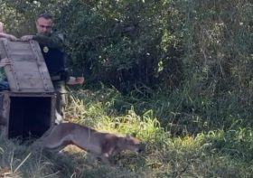 Onça-parda é resgatada em Cambé e retorna ao habitat após avaliação veterinária
