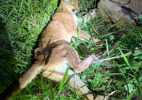 Onça com ferimento de tiro é resgatada e atendida no Hospital Veterinário da UniFil