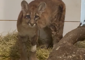 Filhote de onça resgatada em Guaraci está em boa recuperação e já se alimenta sozinha