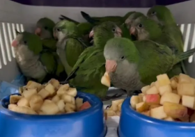 Hospital Veterinário trata de 34 caturritas apreendidas em Foz do Iguaçu em ação contra tráfico de animais